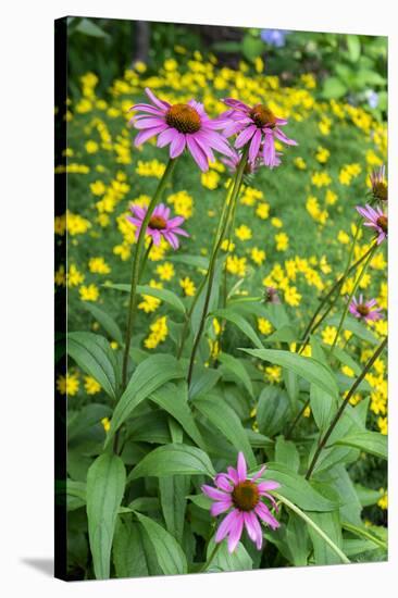 Purple Coneflower, USA-Lisa Engelbrecht-Stretched Canvas