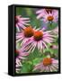 Purple coneflower-Clive Nichols-Framed Stretched Canvas