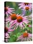 Purple coneflower-Clive Nichols-Stretched Canvas