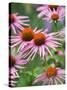 Purple coneflower-Clive Nichols-Stretched Canvas