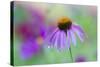 Purple Coneflower-Scott T. Smith-Stretched Canvas