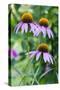 Purple Coneflower-Scott T. Smith-Stretched Canvas