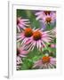 Purple coneflower-Clive Nichols-Framed Photographic Print