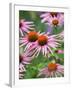 Purple coneflower-Clive Nichols-Framed Photographic Print