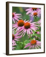 Purple coneflower-Clive Nichols-Framed Photographic Print