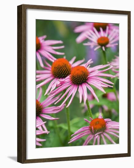 Purple coneflower-Clive Nichols-Framed Photographic Print