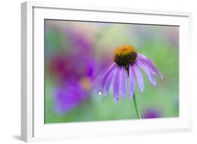 Purple Coneflower-Scott T. Smith-Framed Photographic Print