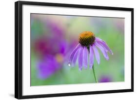 Purple Coneflower-Scott T. Smith-Framed Photographic Print