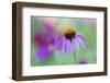 Purple Coneflower-Scott T. Smith-Framed Photographic Print