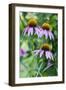 Purple Coneflower-Scott T. Smith-Framed Photographic Print