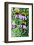 Purple Coneflower-Scott T. Smith-Framed Photographic Print