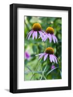 Purple Coneflower-Scott T. Smith-Framed Photographic Print