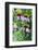 Purple Coneflower-Scott T. Smith-Framed Photographic Print