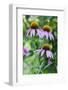 Purple Coneflower-Scott T. Smith-Framed Photographic Print