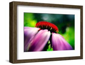 Purple Coneflower-Ursula Abresch-Framed Photographic Print