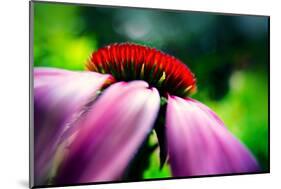 Purple Coneflower-Ursula Abresch-Mounted Photographic Print