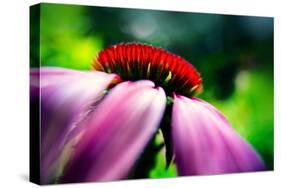 Purple Coneflower-Ursula Abresch-Stretched Canvas