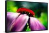 Purple Coneflower-Ursula Abresch-Framed Stretched Canvas