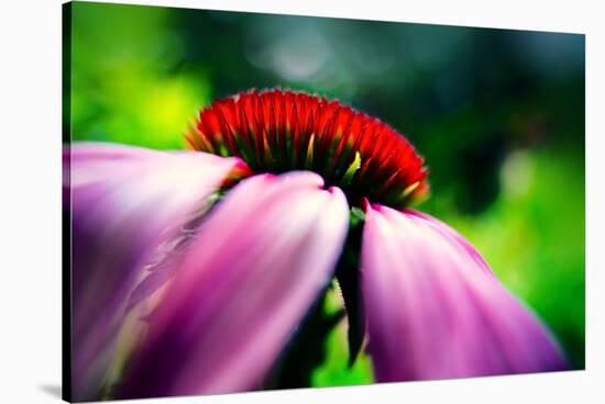 Purple Coneflower-Ursula Abresch-Stretched Canvas