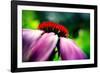 Purple Coneflower-Ursula Abresch-Framed Photographic Print