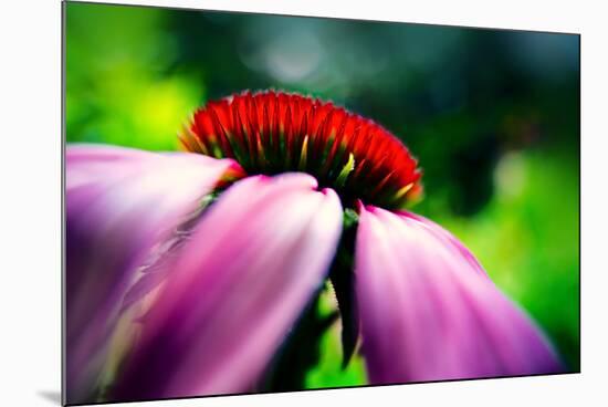 Purple Coneflower-Ursula Abresch-Mounted Photographic Print