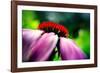 Purple Coneflower-Ursula Abresch-Framed Photographic Print