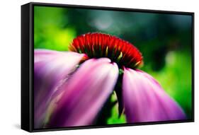 Purple Coneflower-Ursula Abresch-Framed Stretched Canvas