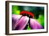 Purple Coneflower-Ursula Abresch-Framed Photographic Print