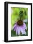 Purple coneflower-Anna Miller-Framed Photographic Print