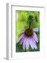 Purple coneflower-Anna Miller-Framed Photographic Print