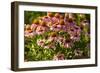 Purple Coneflower-Steve Gadomski-Framed Photographic Print