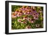 Purple Coneflower-Steve Gadomski-Framed Photographic Print