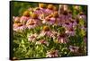 Purple Coneflower-Steve Gadomski-Framed Stretched Canvas