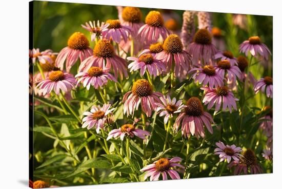 Purple Coneflower-Steve Gadomski-Stretched Canvas