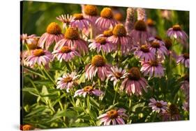 Purple Coneflower-Steve Gadomski-Stretched Canvas