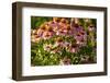 Purple Coneflower-Steve Gadomski-Framed Photographic Print