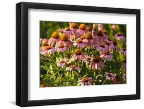 Purple Coneflower-Steve Gadomski-Framed Photographic Print