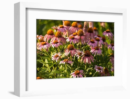Purple Coneflower-Steve Gadomski-Framed Photographic Print