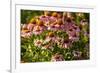 Purple Coneflower-Steve Gadomski-Framed Photographic Print