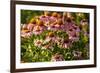 Purple Coneflower-Steve Gadomski-Framed Photographic Print