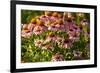 Purple Coneflower-Steve Gadomski-Framed Photographic Print