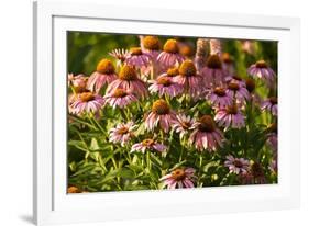 Purple Coneflower-Steve Gadomski-Framed Photographic Print