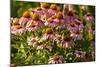 Purple Coneflower-Steve Gadomski-Mounted Photographic Print