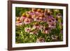 Purple Coneflower-Steve Gadomski-Framed Photographic Print