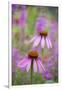 Purple Coneflowers, Marion County, Illinois-Richard and Susan Day-Framed Photographic Print