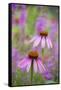 Purple Coneflowers, Marion County, Illinois-Richard and Susan Day-Framed Stretched Canvas