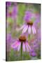 Purple Coneflowers, Marion County, Illinois-Richard and Susan Day-Stretched Canvas