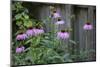 Purple coneflowers-Anna Miller-Mounted Photographic Print