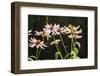 Purple coneflowers-Anna Miller-Framed Photographic Print