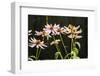 Purple coneflowers-Anna Miller-Framed Photographic Print